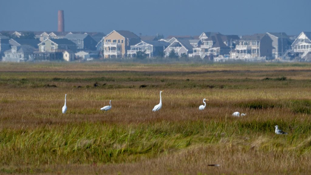 Egrets living on marshland in the Great Bay Boulevard Wildlife Management Area in Little Egg Harbor, N.J., and a coastal community, Mystic Island, in the background.