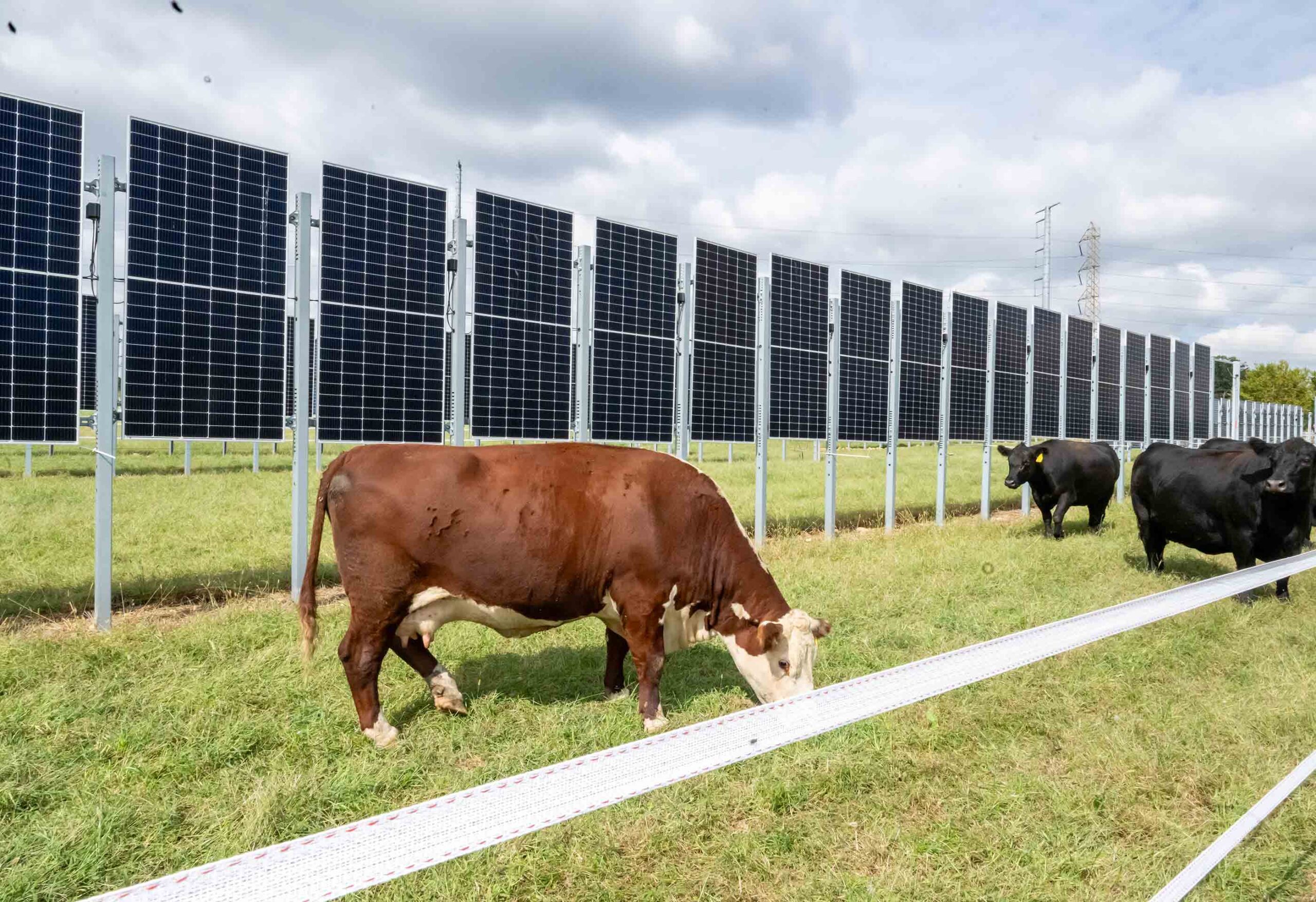 Featured image for “Cows and Solar Panels? In a New Jersey First, Project Melds Farming With Electricity Generation”